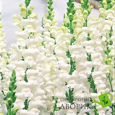 Ротики садові Overture II White pro-lvizevoveiiwhi-1000 фото