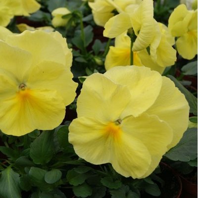 Виола Cello Lemon Yellow pro-viocellemyel-1000 фото
