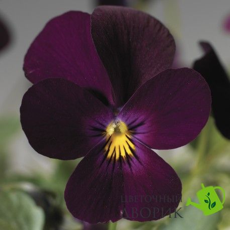 Віола рогатая Endurio F1 Pure Violet pro-viorogendf1purvio-1000 фото