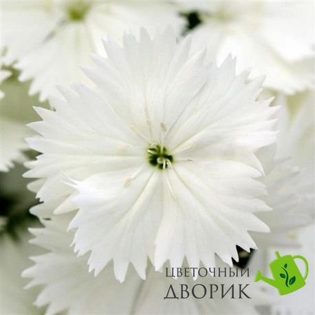 Гвоздика Floral Lace White pro-gvoflolacwhi-1000 фото