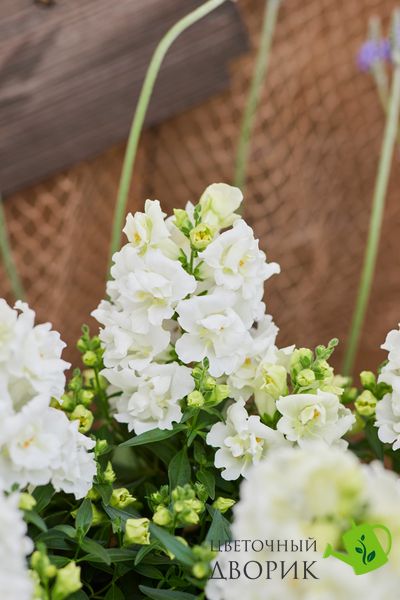 Ротики садові Twinny F1 White pro-lvizevtwif1whi-1000 фото
