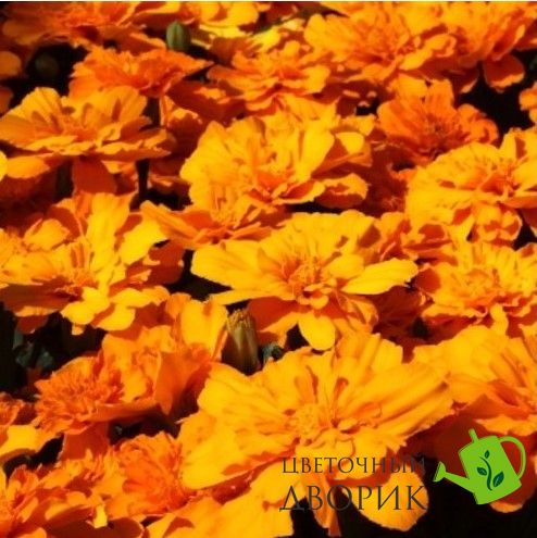 Тагетес Alumia Deep Orange pro-AlumiaDO-1000 фото