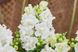 Ротики садові Twinny F1 White pro-lvizevtwif1whi-1000 фото 2