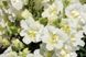 Ротики садові Twinny F1 White pro-lvizevtwif1whi-1000 фото 1