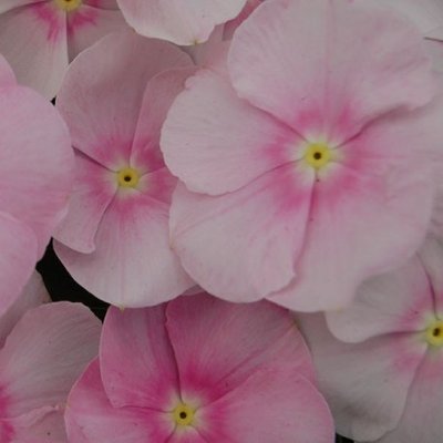 Вінка Solar Blush Pink pro-vinsolblupin-1000 фото