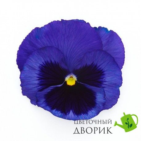 Виола Inspire Plus F1 Blue Blotch pro-vioinspluf1blublo-500 фото