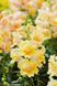 Ротики садові Twinny F1 Yellow Shades pro-lvizevtwif1yelsha-1000 фото 1
