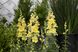 Ротики садові Twinny F1 Yellow Shades pro-lvizevtwif1yelsha-1000 фото 4