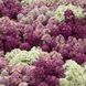 Алісум Wonderland Mulberry Mix pro-aliwonmulmix-10000 фото 1