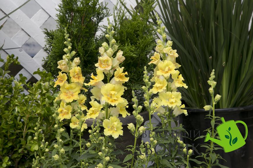 Ротики садові Twinny F1 Yellow Shades pro-lvizevtwif1yelsha-1000 фото