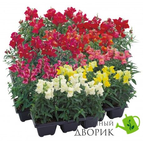 Ротики садові Floral Showers F1 Mix pro-lvizevfloshof1mix-1000 фото