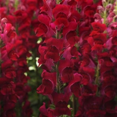 Ротики садові Potomac Crimson pro-lvizevpotcri-1000 фото