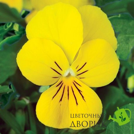 Віола рогатая Endurio F1 Yellow pro-viorogendf1yel-1000 фото