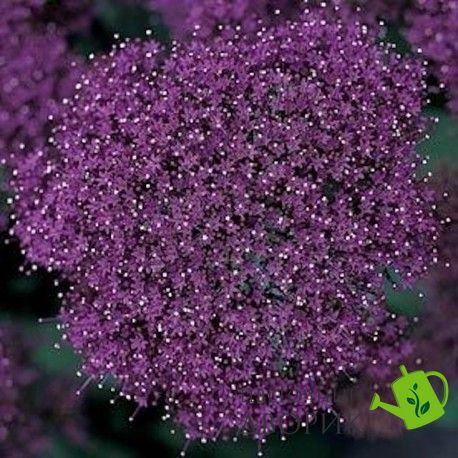 Трахелиум Lake Forest Purple pro-tralakforpur-1000 фото