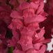 Ротики садові Potomac Dark Pink pro-lvizevpotdarpinnew202-1000 фото 1