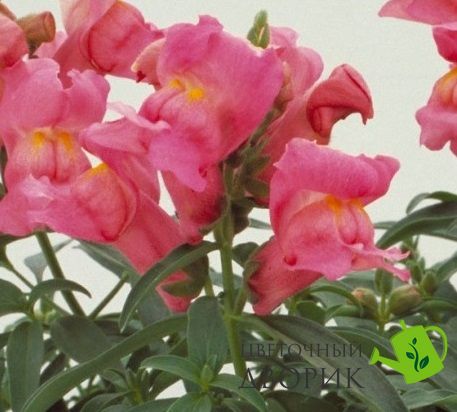 Львинный зев Floral Showers F1 Rose Pink pro-lvizevfloshof1rospin-1000 фото
