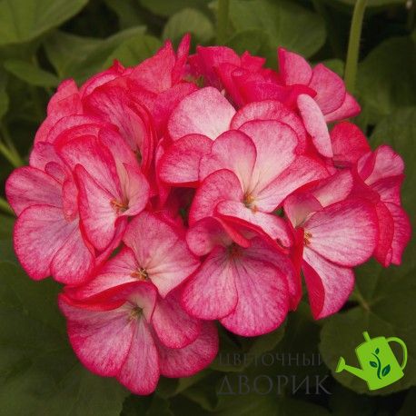 Пеларгония Pinto Premium Rose Bicolor pro-pelpinprerosbic-1000 фото