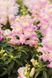 Ротики садові Snappy Lavender Blush pro-lvizevsnalavblu-1000 фото 1