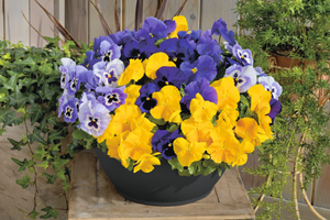 Крупноцветковая кустовая виола: популярный весенний цветок фото