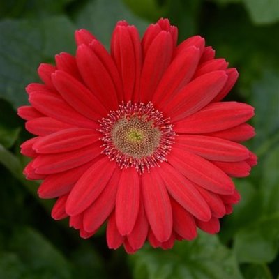 Гербера Colorbloom Deep Rose with Light Eye pro-gercoldeeroswitligeye-1000 фото