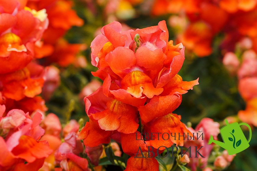Ротики садові Snappy Orange pro-lvizevsnaora-1000 фото