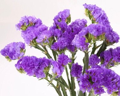 Статицa Twilight Lilac-lavender Twilight Lilaclavender фото