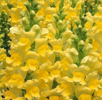 Ротики садові Opus III Yellow pro-OpusIII/IVYellow-1000 фото