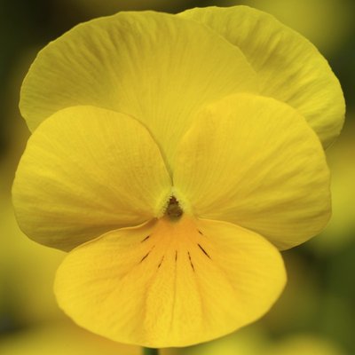 Виола рогатая Deltini Yellow pro-DeltiniYellow-1000 фото
