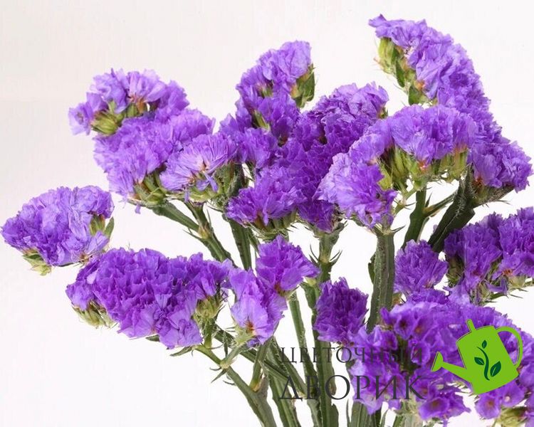 Статиця Twilight Lilac-lavender Twilight Lilaclavender фото