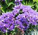 Статиця Twilight Lilac-lavender Twilight Lilaclavender фото 2