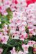 Ротики садові Snappy Orchid pro-lvizevsnaorc-1000 фото 1