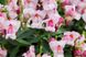 Ротики садові Snappy Orchid pro-lvizevsnaorc-1000 фото 2