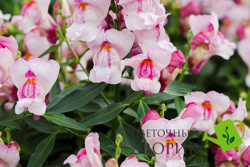 Ротики садові Snappy Orchid pro-lvizevsnaorc-1000 фото