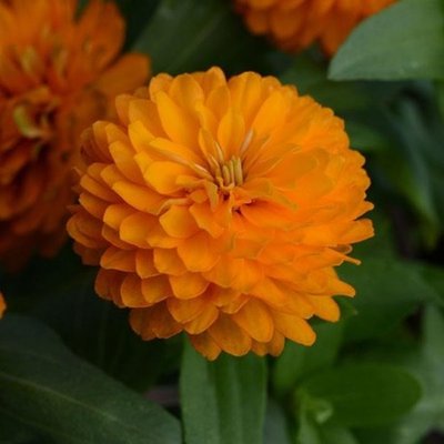 Цинния Double Zahara Bright Orange pro-cindouzahbriora-500 фото