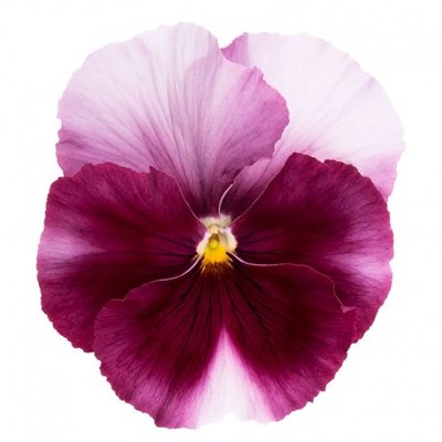 Виола Premier Beacon Rose pro-vioprebearos-1000 фото