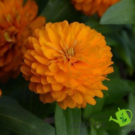 Циннiя Double Zahara Bright Orange pro-cindouzahbriora-500 фото