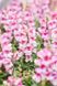 Ротики садові Snappy Orchid Flame pro-lvizevsnaorcfla-1000 фото 1