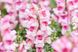 Ротики садові Snappy Orchid Flame pro-lvizevsnaorcfla-1000 фото 2