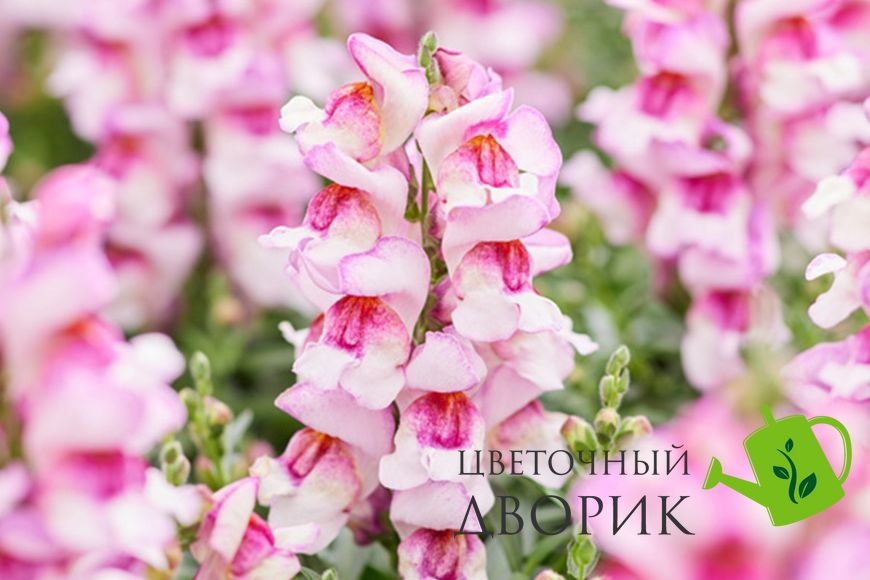 Ротики садові Snappy Orchid Flame pro-lvizevsnaorcfla-1000 фото