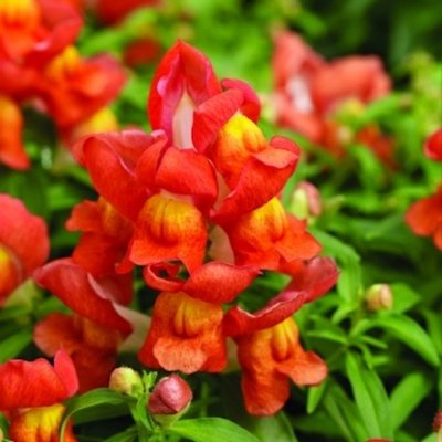 Ротики садові Crackle&Pop Orange Bicolour pro-lvizevcraorabicnew202-1000 фото