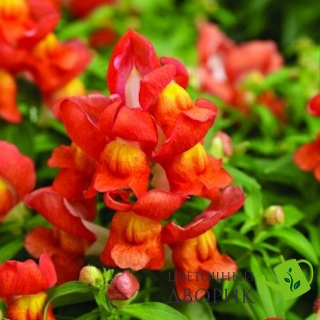 Ротики садові Crackle&Pop Orange Bicolour pro-lvizevcraorabicnew202-1000 фото