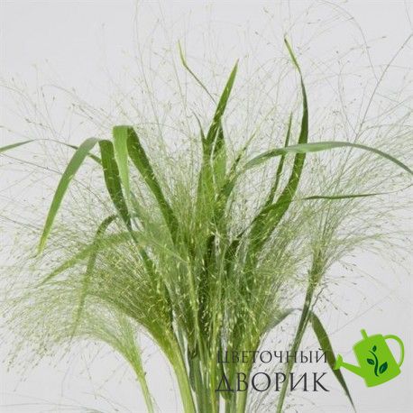 Трава Panicum capillare Frosted Explosion pro-trapancapfroexp-100 фото