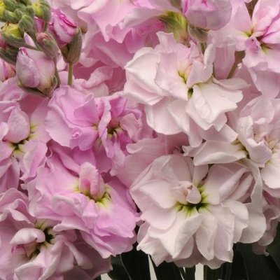 Маттіола Katz Cherry Blossom pro-matkatcheblo-1000 фото