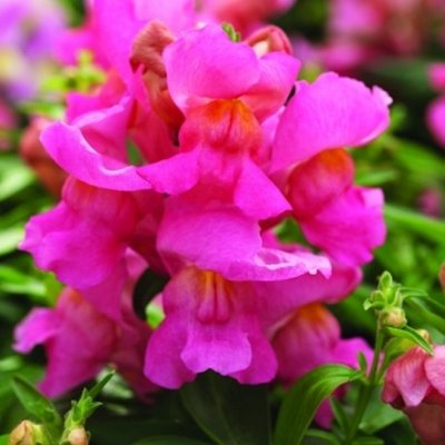 Ротики садові Crackle&Pop Pink pro-lvizevcrapinnew202-1000 фото