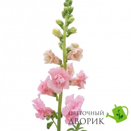 Ротики садові Snapstar Pink pro-lvizevsnapinnew202-1000 фото