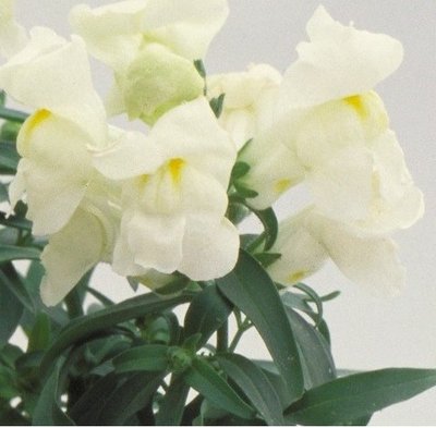 Ротики садові Floral Showers F1 White pro-FloralShowersWhite-1000 фото