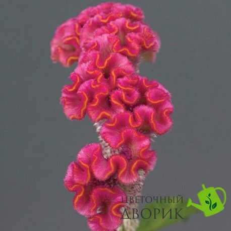 Целозія гребінчаста Neo Pink celgreneopin-5 фото