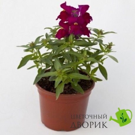 Ротики садові Crackle&Pop Purple pro-lvizevcrapur-1000 фото