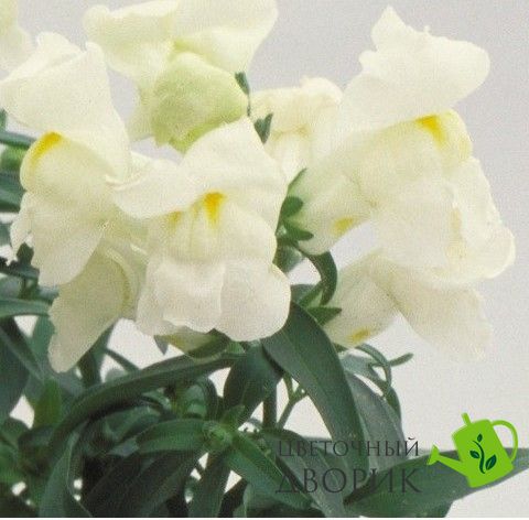 Львинный зев Floral Showers F1 White pro-FloralShowersWhite-1000 фото