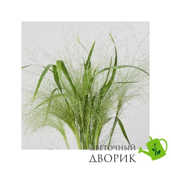 Трава Panicum capillare Frosted Explosion FrostedExplosion фото